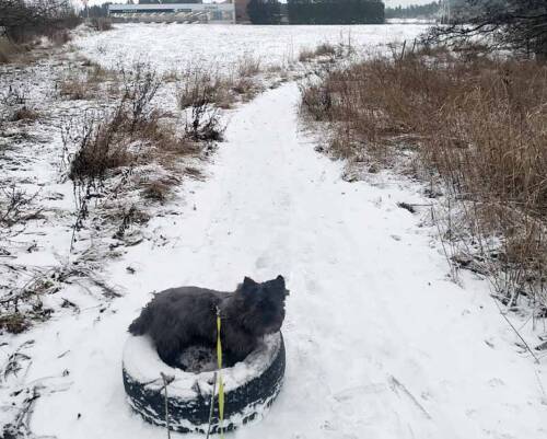 Kuva autonrenkaasta lumisessa maisemassa, missä koira istuu renkaan sisällä. renkaasta lähtee narut kuvanottajan suuntaan.